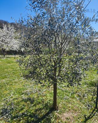  ULIVO 50 €  (Pratovecchiostia)