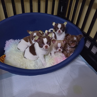 Chihuahua maschietto