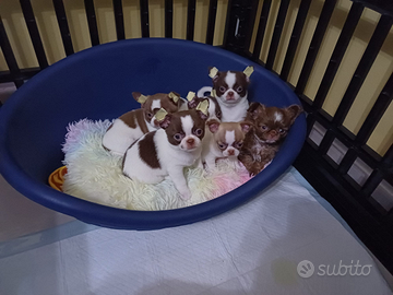 Chihuahua maschietto