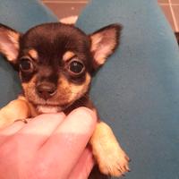 Cucciolo maschio di chihuahua cioccolato