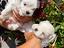 Immagine 5