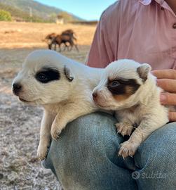 Cuccioli Australian Cattle Dog con PEDEGREE
