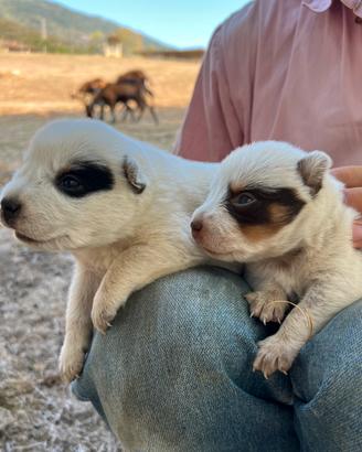 Cuccioli Australian Cattle Dog con PEDEGREE