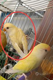 Inseparabile roseicollis 2026