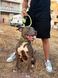 Cane di razza pitbull Blue nose
