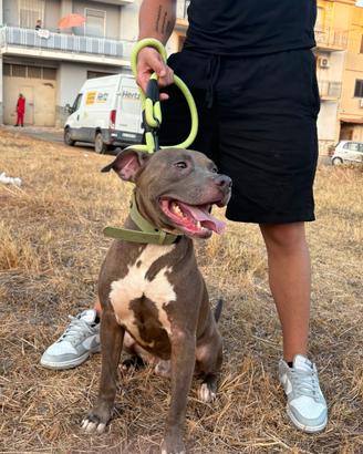 Cane di razza pitbull Blue nose