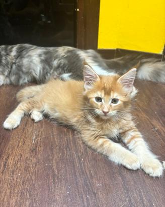 Splendidi cuccioli di Maine coon