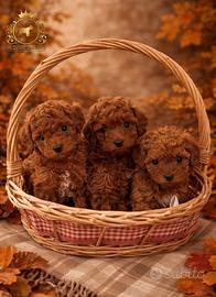 Esclusivi Barboncini Toy Red