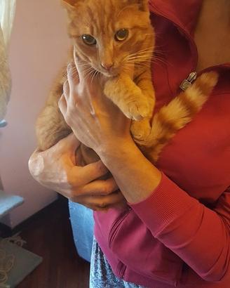 Tre gatti in adozione