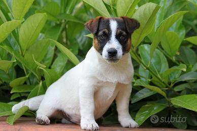 Jack russell terrier con pedigree