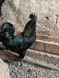 galline cemani