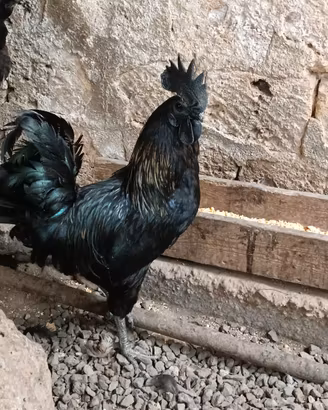 galline cemani