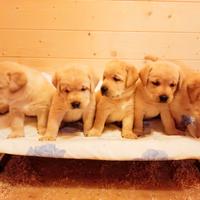 Prestigiosa cucciolata di labrador retriever