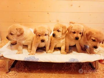 Prestigiosa cucciolata di labrador retriever