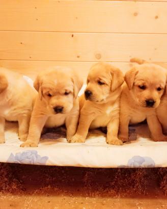 Prestigiosa cucciolata di labrador retriever