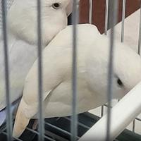 Coppia di pappagalli inseparabili