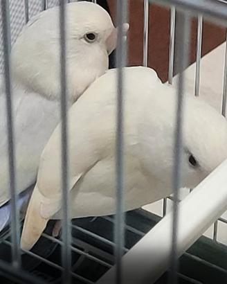 Coppia di pappagalli inseparabili