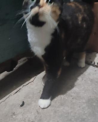 Gattini