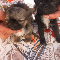 Cuccioli chihuahua incrocio