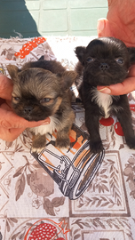 Cuccioli chihuahua incrocio