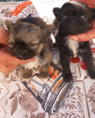 Cuccioli chihuahua incrocio