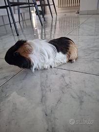 Animali
