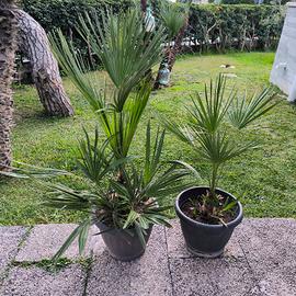 Palme Washington in vaso 