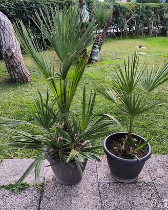 Palme Washington in vaso 