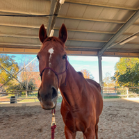 Purosangue Inglese per passeggiate