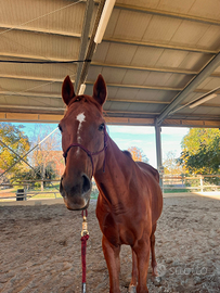 Purosangue Inglese per passeggiate