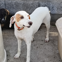 Cane da caccia grossa