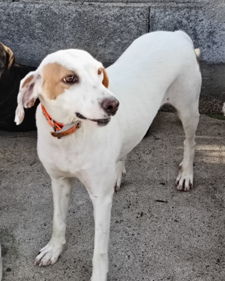 Cane da caccia grossa