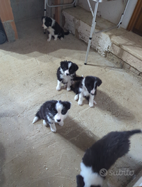 Border collie con pedigree
