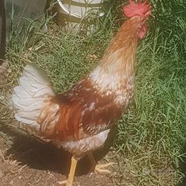 Gallo siciliano
