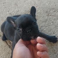 Bulldog francese
