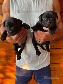 Cuccioli di staffordshire bull terrier