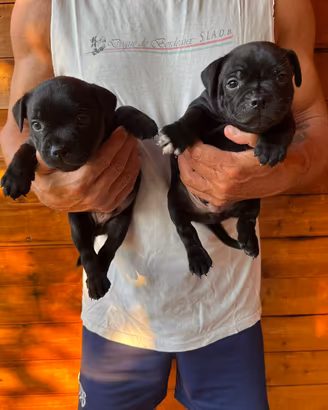 Cuccioli di staffordshire bull terrier