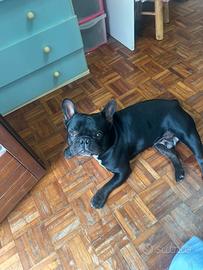 Bulldog francese per monta