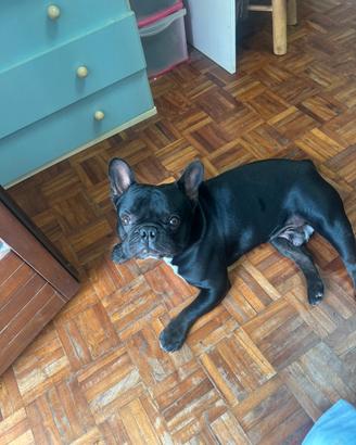 Bulldog francese per monta