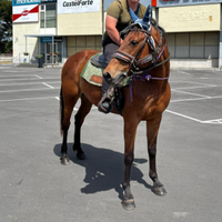 Super Cavalla
