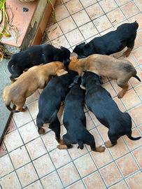 Cuccioli meticci Beagle regalasi