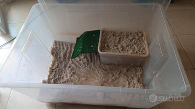 vasca per tartarughe