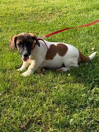 Cucciolo jack russell