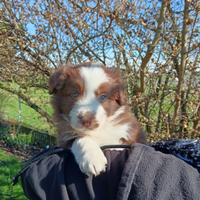 Ultimi cuccioli di Border Collie con Pedigree