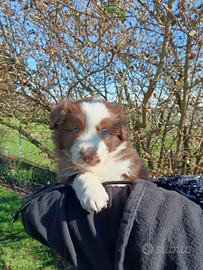 Ultimi cuccioli di Border Collie con Pedigree