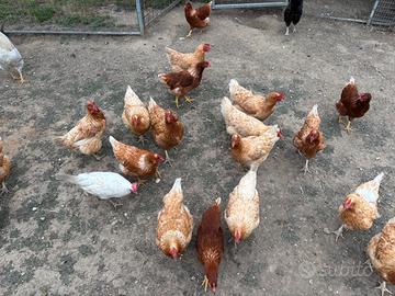 Galline ovaiole
