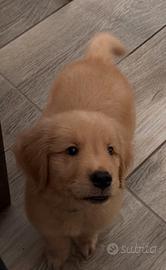 Golden retriever americano