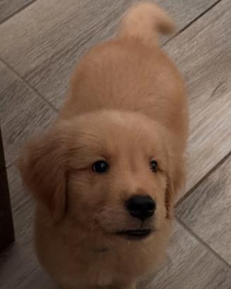 Golden retriever americano