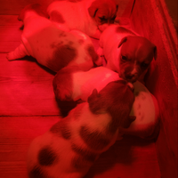 Cuccioli jack russel bicolore con pedigree