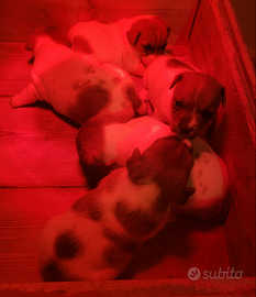 Cuccioli jack russel bicolore con pedigree